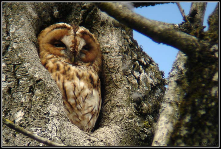 Chouette hulotte (Strix aluco / Tawny Owl) 2006-03-23